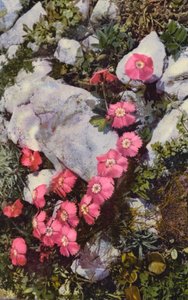 Fiori alpini: Dianthus Alpinus
