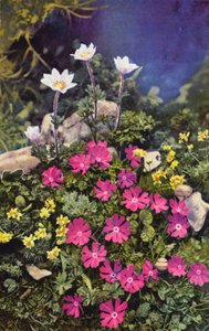 Fiori alpini: Draba Aizoides con Primula Minima (al centro) e Anemone Baldensis (dietro) da English Photographer