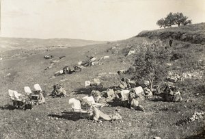 Cammelli ambulanza, c.1916-19 da English Photographer