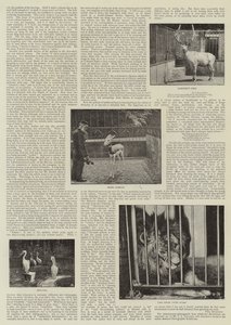 Un fotografo dilettante allo zoo da English Photographer