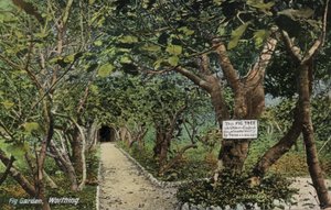 Antichi giardini di fichi a Tarring, Worthing, Sussex, che affermano di avere il più antico albero di fico in Inghilterra, piantato da Thomas Becket (foto) da English Photographer