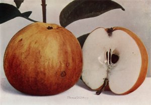 Apple, James Grieve (foto a colori)