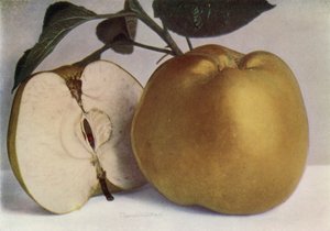 Apple, Lord Derby (foto a colori)