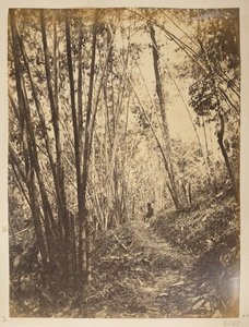 Foresta di bambù sul Teesta. Vedute di Darjeeling. Anni 1870 da English Photographer