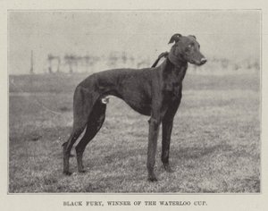Black Fury, vincitore della Waterloo Cup da English Photographer