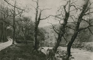 Boschi di Bolton da English Photographer
