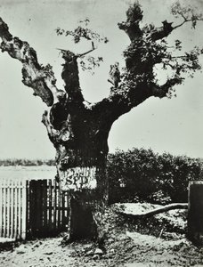 Brockley Lane: Old Oak, Londra, 1890