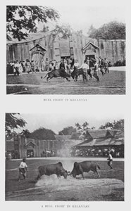 Combattimento di tori a Kelantan da English Photographer