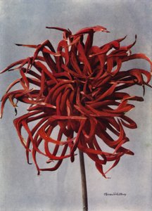 Dalia cactus, Conqueror (foto a colori)