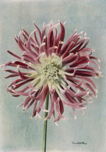 Dalia cactus, signora Randle (foto a colori) da English Photographer