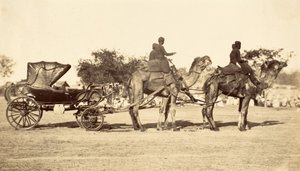 Carrozza a cammello, c.1860 da English Photographer