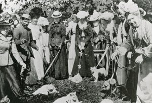 Mostra felina ai Royal Botanic Gardens, Westminster, nel 1900 da English Photographer