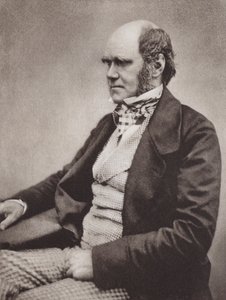 Charles Darwin, ritratto, c. 1854, da una fotografia di Maull & Fox