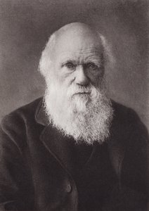 Charles Darwin, ritratto, c. 1880 da English Photographer
