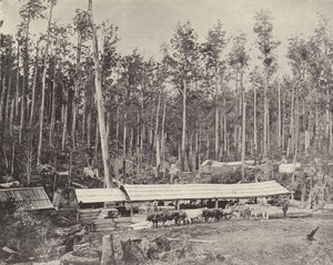 Segheria di Childers, Gippsland da English Photographer