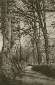 Cockington Lane, Devonshire, vicino a Torquay da English Photographer
