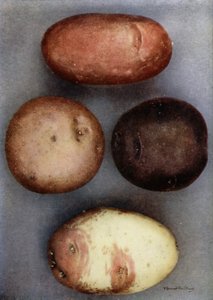 Patate colorate (foto a colori) da English Photographer