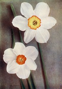 Narciso (foto a colori)