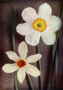 Narciso (foto a colori)