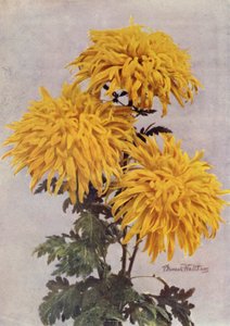 Dicembre Oro (foto a colori)