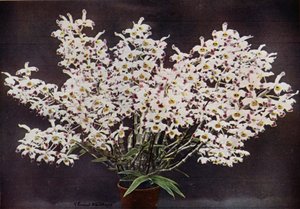 Dendrobium Wardianum (foto a colori) da English Photographer