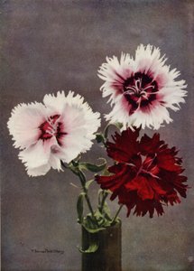 Dianthus Chinensis, var Heddewigii (foto a colori)