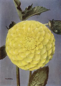 Fancy Dahlia, Mrs Saunders (foto a colori)
