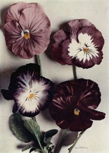 Fancy Violas, Louie Granger, Mrs Chichester, Kate Houston e Duke of Argyle (foto a colori)
