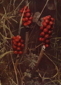 Frutto del Cuckoo-Pint da English Photographer