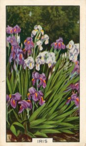 Fiori da giardino: Iris (foto a colori)
