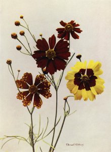 Varietà da giardino di Coreopsis Drummondii e C Tinctoria (foto a colori)