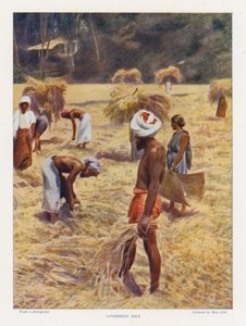 Raccolta del riso