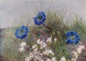 Gentiana Acaulis e Draba Dediana (foto a colori)