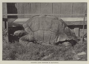 Gigantesca tartaruga terrestre a Mauritius