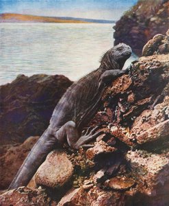 Grande iguana marina su una delle Isole Galapagos da English Photographer