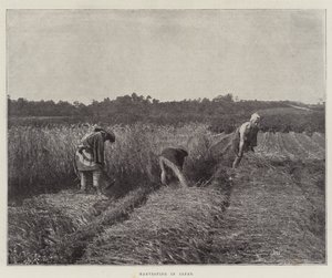 Raccolta in Giappone da English Photographer