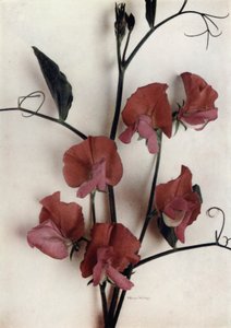Helen Lewis (foto a colori)