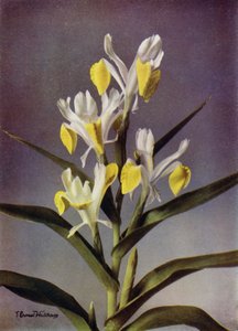 I Bucharica, Una tipica Iris giunonica (foto a colori) da English Photographer