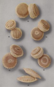 Illustrazione per opuscolo di marzapane