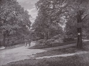 Nel Bosco della Regina, Highgate da English Photographer