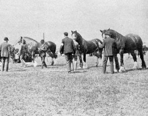 Giudizio dei cavalli Shire alla Fiera Agricola dell