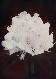 Madame Carvalho (foto a colori)