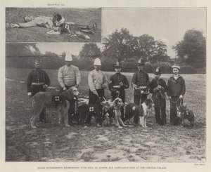 Esperimenti del Maggiore Richardson con Cani come Scout e Aiuti di Ambulanza al Crystal Palace da English Photographer