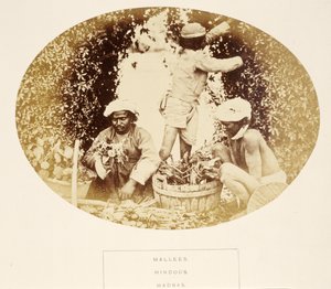 Mallees (giardinieri), indù, Madras, da The People of India, di J. Forbes Watson, pubblicato 1868 (albumen print)