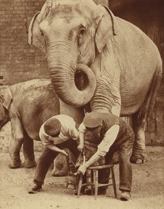 Manicure al salone di bellezza dello Zoo (foto b/n)