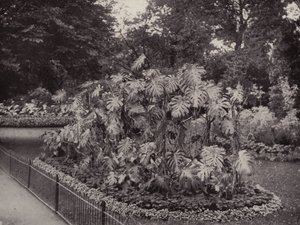 Monstera Deliciosa nel Battersea Park da English Photographer