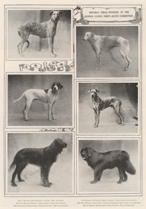 Vincitori notevoli alla quarantaseiesima esposizione del Kennel Club