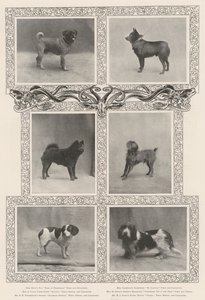 Vincitori notevoli alla quarantaseiesima esposizione del Kennel Club