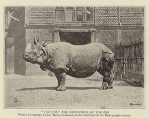 Vecchio Jim, il rinoceronte allo zoo