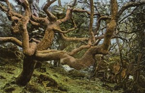 Vecchia Quercia, la Frana